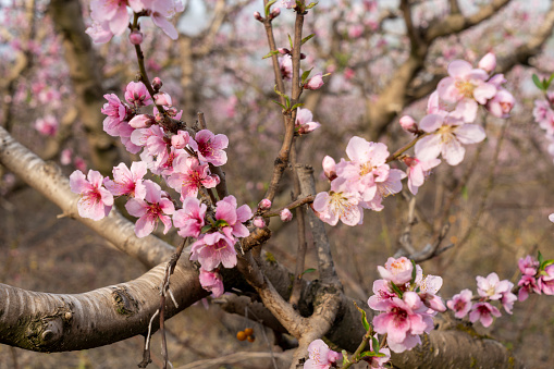 Abundant pink blossoms in an orchard of peach trees