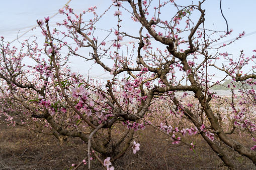 Abundant pink blossoms in an orchard of peach trees