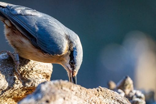 Nuthatch feeding on a log in Gosforth Nature Reserve, Gosforth, Newcastle-upon-Tyne, Tyne and Wear, England.