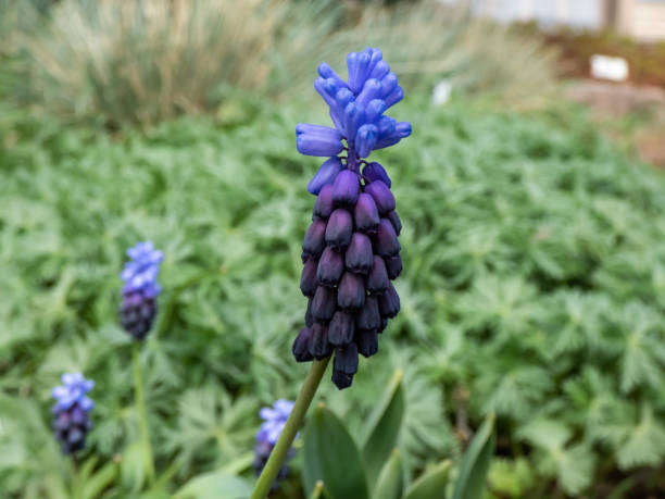 Close-up shot of gorgeous grape hyacinth (Muscari latifolium) buds displaying two different kinds of flowers. At the top are the light blue, below are dark purple-blue flowers in spring Close-up shot of gorgeous grape hyacinth (Muscari latifolium) buds displaying two different kinds of flowers. At the top are the light blue, below are dark purple-blue flowers in early spring muscari latifolium stock pictures, royalty-free photos & images
