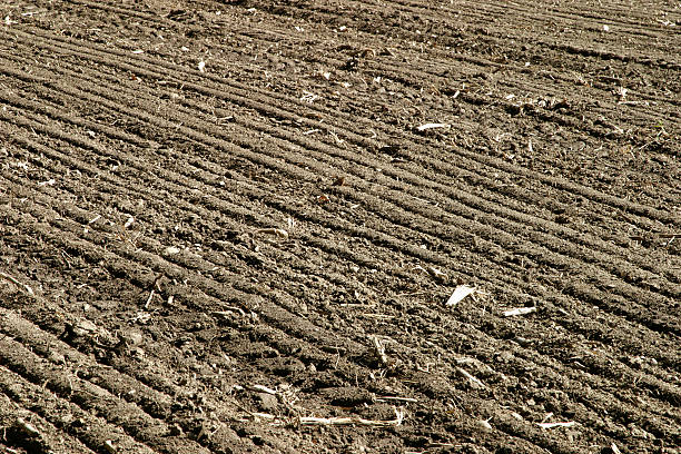 Recentemente plantadas Campo - fotografia de stock