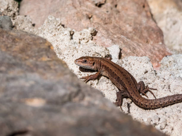 istock Young Viviparous lizard or common lizard (Zootoca vivipara) sunbathing in the brigth sun on the vertical rock wall in the garden in spring 1460797941