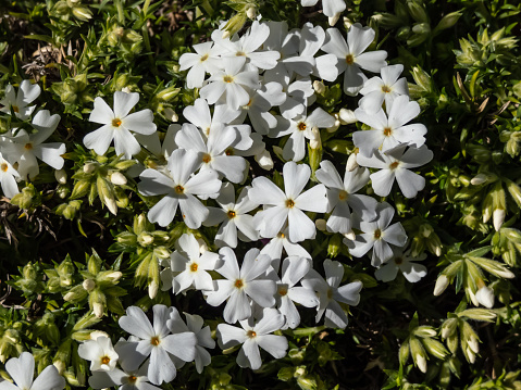 Close-up shot of the creeping phlox (Phlox subulata) flowering with white flowers surrounded with green and white buds in garden in bright sunlight in spring