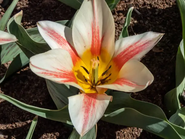 Close-up of vivid tulip Quebec. Bloom is creamy-white with a pastel rosy-red marking on the petals and a canary-yellow base in bright sunlight in spring