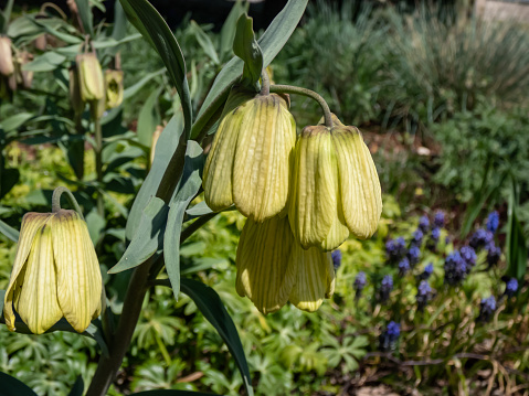 Siberian Fritillary (Fritillaria pallidiflora) bearing pale yellow, nodding bell-shaped flowers faintly checkered brownish-red within in summer