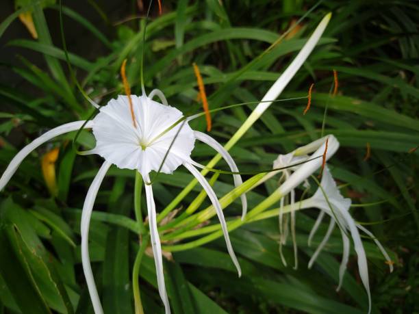istock Hymenocallis littoralis or beach spider lily 1460798132
