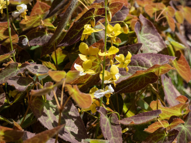 The Barrenwort (Epimedium perralichicum) 'Frohnleiten' flowering with clusters of bright yellow flowers The Barrenwort (Epimedium perralichicum) 'Frohnleiten' flowering with clusters of bright yellow flowers in spring frohnleiten stock pictures, royalty-free photos & images