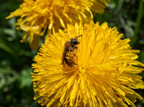 Macro shot of a single bee covered with yellow pollen on a yellow dandellion flower (Lion's tooth) flowering in a meadow with green grass in backgrund