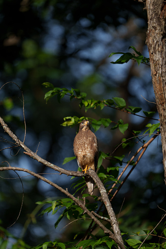 White Eyed Buzzard on a beautiful morning in tadoba national park with green trees in background and sunlight hitting its wings