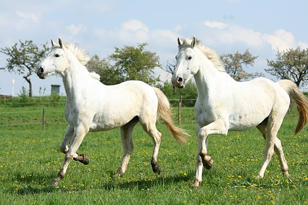 istock Couple of white horses 146079895