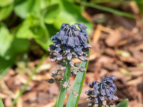 Giant Grape Hyacinth (Bellevalia pycnantha) (syn. Muscari paradoxum) flowering with bead-like blooms in the deepest shade of blue and forming a dense cone-like cluster in spring