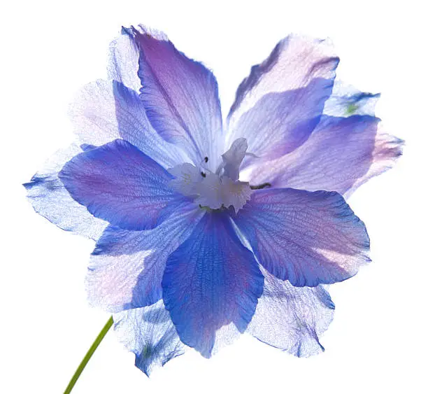 Photo of translucent delphinium flower