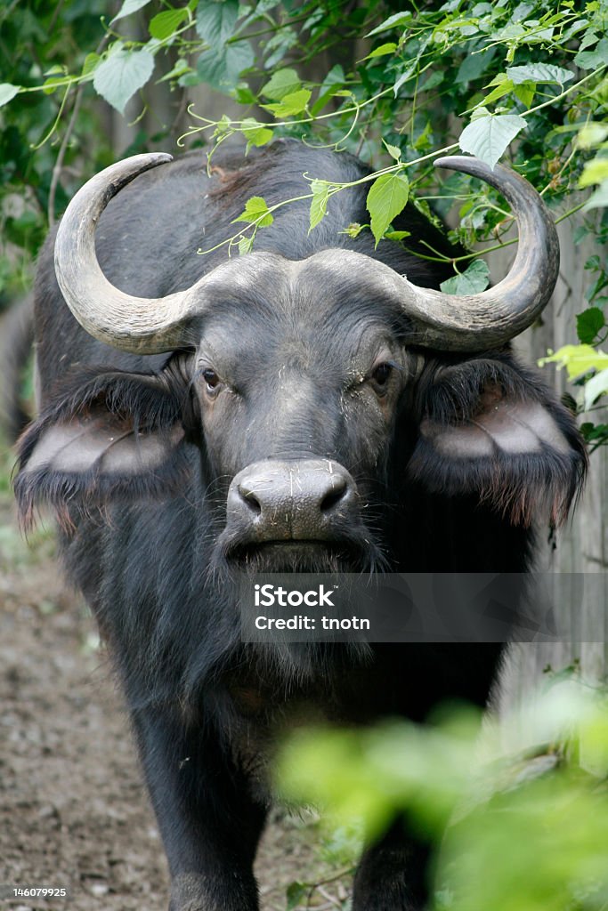 A Water Buffalo With Big Curly Horns Stock Photo - Download Image Now -  Animal, Animals In Captivity, Black Color - iStock
