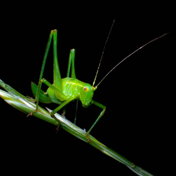 grillo de arbusto moteado verde sentado en un solo tallo de hierba - blade of grass flash fotografías e imágenes de stock