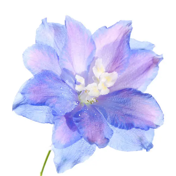 Photo of delphinium flower