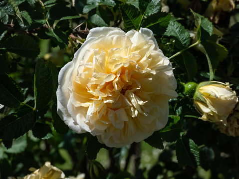 Shrub rose (Rosa) 'Agnes' flowering with full, double, old-fashioned yellow-amber flowers paling to cream in the garden in summer