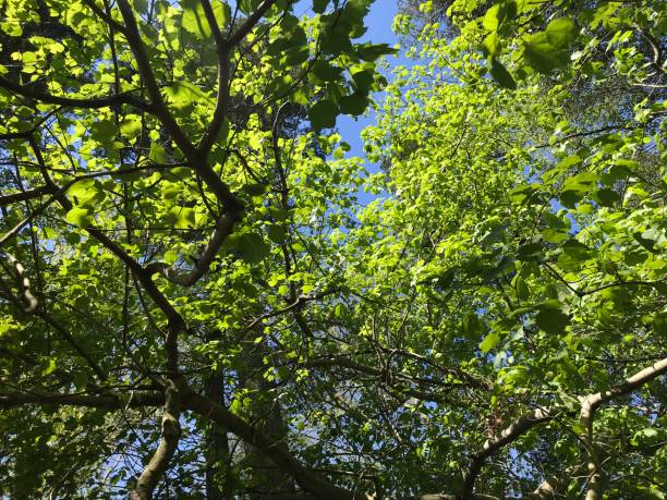 istock Green canopy of deciduous trees 1460800770