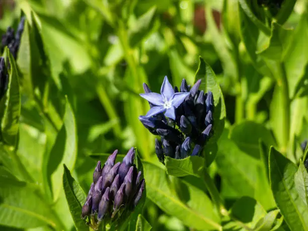 Close-up of the Bluestar (Amsonia) 'Blue ice' flowering with starry-shaped and periwinkle blue flowers in summer among vegetation. Buds and flowers