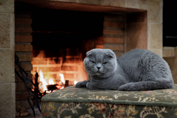 istock A lop-eared cat by the fireplace 1460801633