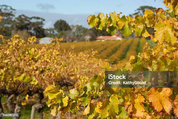 Autunno Vineyard La Mclaren Vale Australia Meridionale - Fotografie stock e altre immagini di Australia