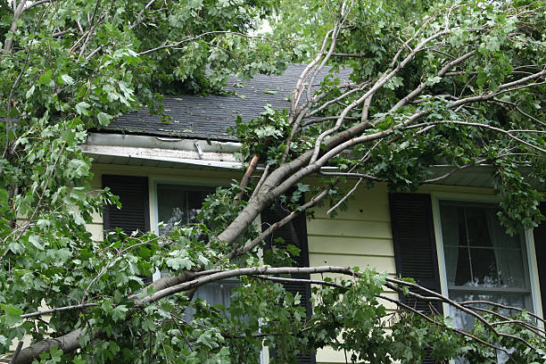 storm danni - tree removing house damaged foto e immagini stock