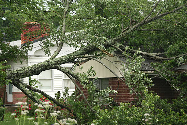 storm danni - tree removing house damaged foto e immagini stock