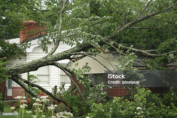 Storm Damage Stock Photo - Download Image Now - Tree, Removing, Service