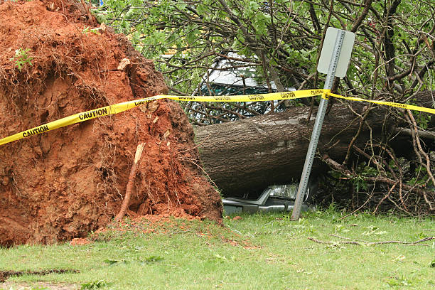 storm danni - tree broken branch dividing foto e immagini stock
