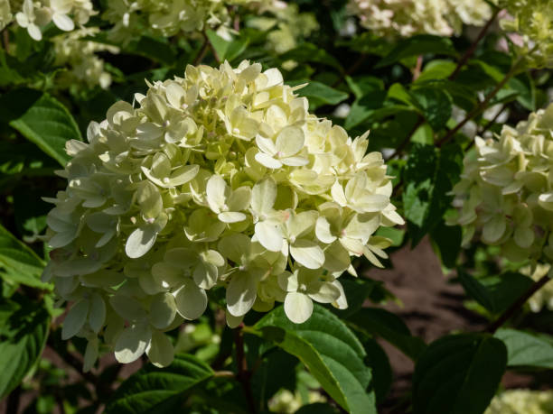 istock Hydrangea paniculata 'Little lime' - compact, bushy shrub flowering with profusion of large panicles, blossoms change color from soft lime green to creamy white in summer 1460802771