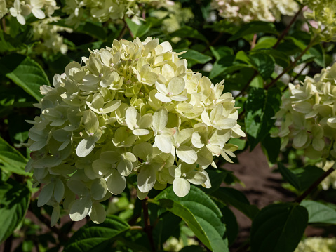Hydrangea paniculata 'Little lime' - compact, bushy shrub flowering with profusion of large panicles, blossoms change color from soft lime green to creamy white in late summer