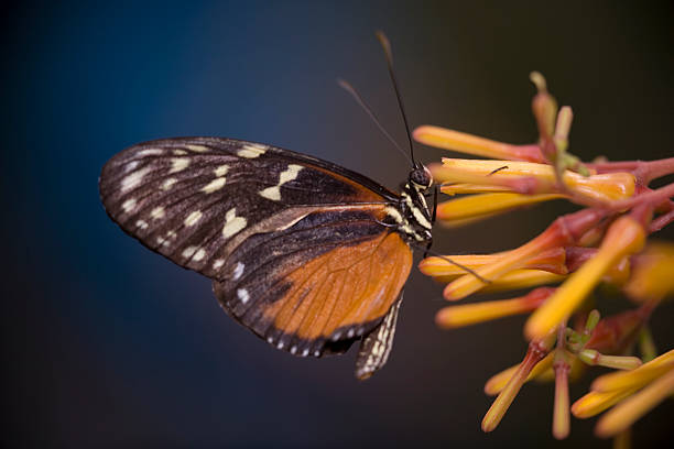 Tiger Longwing Butterfly stock photo