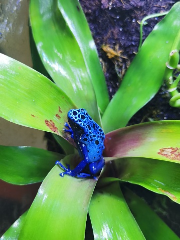 Dart frog