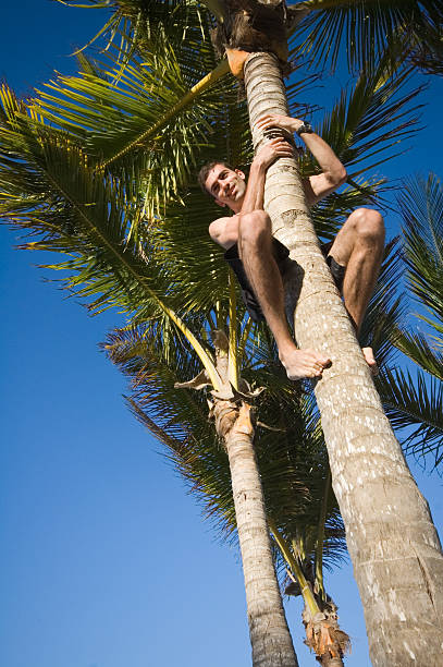 istock Young Male Climbing a Palm Tree 146080361