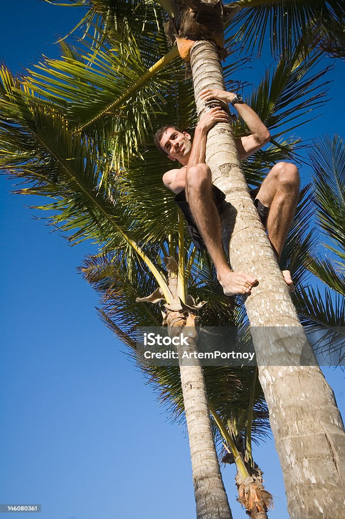 Young Male Climbing a Palm Tree Young male climbing a palm tree shot from a ""looking up"" point of view. Coconut Palm Tree Stock Photo