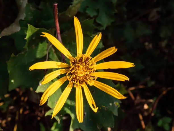 Closeup shot of Ligularia 'Osiris Cafe Noir' with golden-yellow daisy flowers. Flat-topped clusters of brown-centred, golden-yellow flowerheads bloom from late summer into autumn