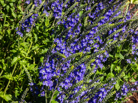 dark blue inflorescences of a clove plant bloom in a flower bed and spread a thick rich aroma, selective focus