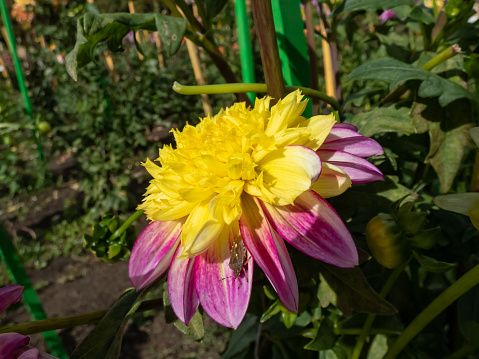 Anemone Flowering Dahlia 'Boogie Woogie' blooming with bicolor purple and yellow flower with ruffled petals in the centre with a frame of more structured petals on the outside