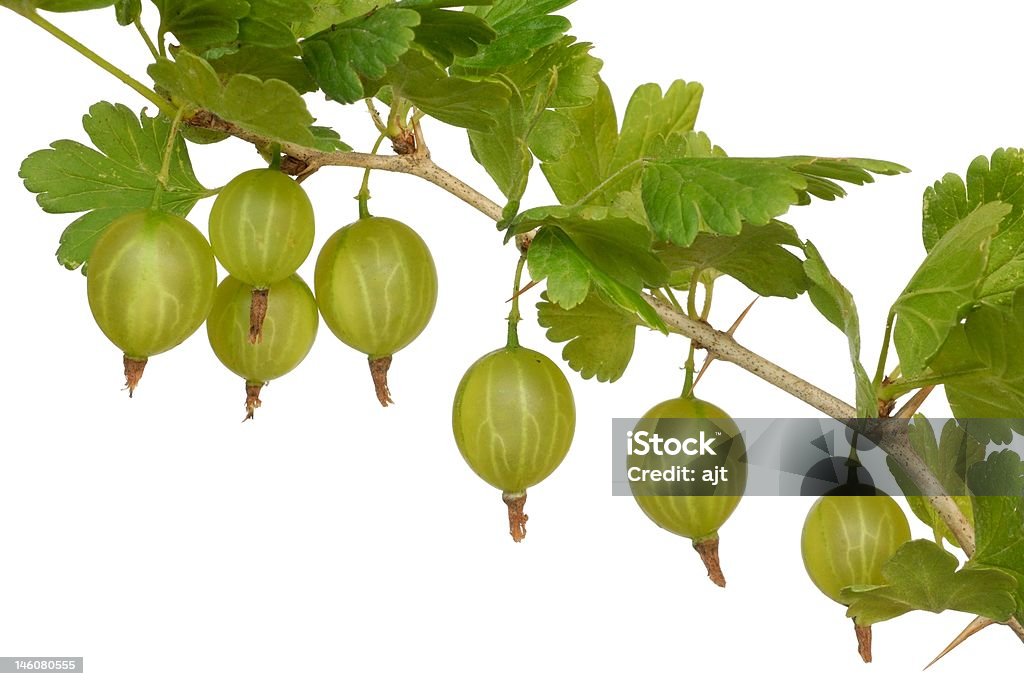 Gooseberry - Lizenzfrei Ast - Pflanzenbestandteil Stock-Foto