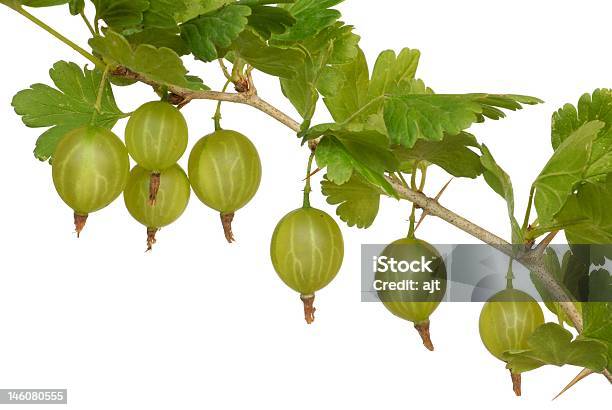 Grosella Espinosa Europea Foto de stock y más banco de imágenes de Alimento - Alimento, Comidas y bebidas, Fotografía - Imágenes