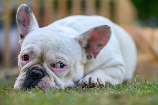 french bulldog lying on the grass, pet and animal concept