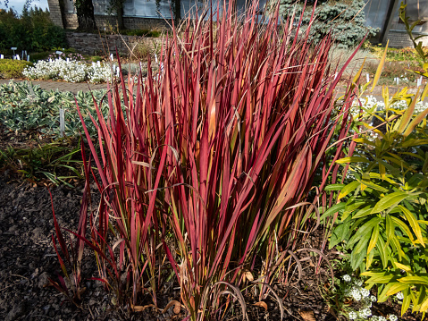 A Japanese bloodgrass cultivar (Imperata cylindrica) Red Baron with red and green leaves grown as an ornamental plant in the garden. Bright accent in garden