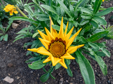 Close-up shot of the Treasure flower (Gazania rigens) 'Zany mix' growing and blooming with yellow and brown pointed petal flowers in the garden