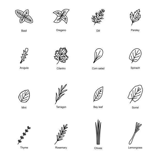 ilustraciones, imágenes clip art, dibujos animados e iconos de stock de conjunto de iconos de hierbas culinarias, ilustración vectorial - tarragon herb spice freshness