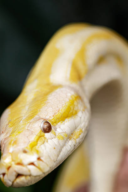 140+ Yellow Burmese Python Photos Stock Photos, Pictures & Royalty-Free ...