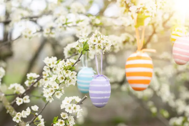 A Easter egg is hanging on a branch of a blooming cherry tree. Easter spring background.