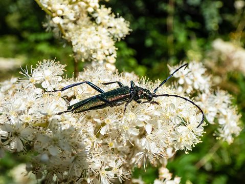 Macro shot of adult musk beetle (Aromia moschata) with very long antennae and coppery and greenish metallic tint on a white flower surrounded with green vegetation in bright sunlight