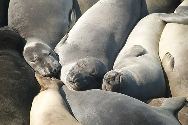 Northern Elephant Seals during an afternoon snooze