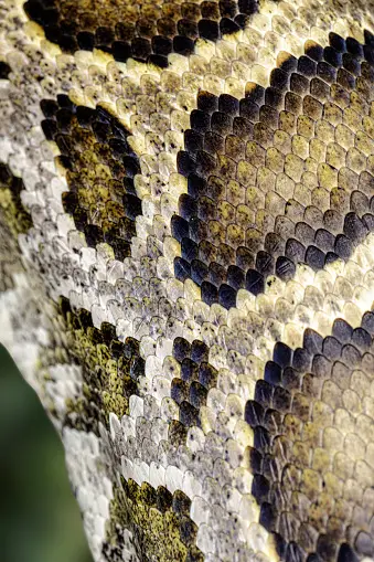 Burmese Python Patterns Burmese Python Pictures | Download Free Images on Unsplash