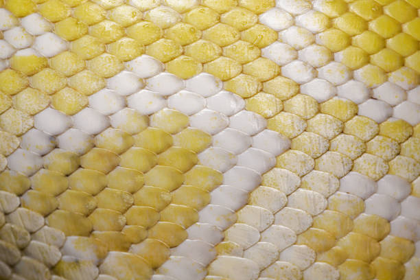 istock Close up of an albino Burmese Python scales 1460808553