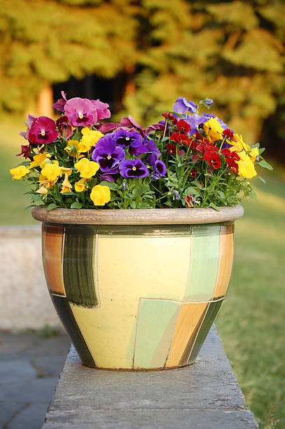 istock Flowers in flowerpot 146081029